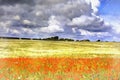 Red poppies field colorful painting looks like picture.