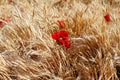 Red poppies in the field Royalty Free Stock Photo