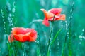 Red poppies in field. Flowers on bright green background Royalty Free Stock Photo