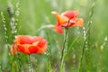 Red poppies in field. Flowers on green background Royalty Free Stock Photo