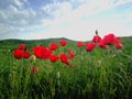 Red poppies field on a green background with blue sky and sun rays Royalty Free Stock Photo