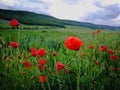 Red poppies field on a green background in a cloudy summer day Royalty Free Stock Photo