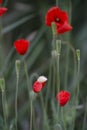 Red poppies in field with half-closed one