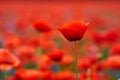Red poppies in a poppies field. Remembrance or armistice day. Royalty Free Stock Photo