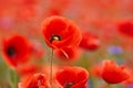 Red poppies in a poppies field. Remembrance or armistice day. Royalty Free Stock Photo