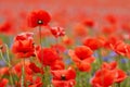 Red poppies in a poppies field. Remembrance or armistice day. Royalty Free Stock Photo