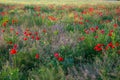 Red poppies field, spring season blooming.