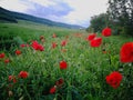 Red poppies field on a green background trees in a cloudy summer day Royalty Free Stock Photo