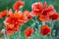 In poppies field. Red poppies on a field on a summer sunny day. Summer and spring, landscape, poppy seed. Opium poppy, botanical