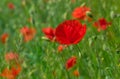 Red poppies Royalty Free Stock Photo