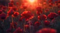 Red poppies field at sunset with backlight. Nature and spring concept . D-Day Anniversary