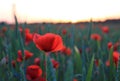 Red poppies in the field, sunset mood Royalty Free Stock Photo