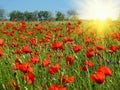 Red poppies field in sunshine Royalty Free Stock Photo