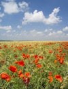 Red poppies in the field under white clouds in summer day Royalty Free Stock Photo