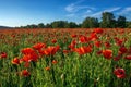 Red poppies in the field. wonderful sunny weather