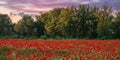 red poppies in the field. wonderful sunny weather