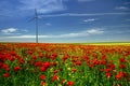 Red poppies filed in Dobrogea with eolian windmill farm, Romania