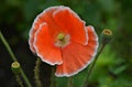 Red poppies flower blooming on blurry green field background, close-up Royalty Free Stock Photo
