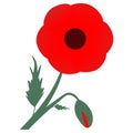 Red poppies. Flower and bud. Memory symbol