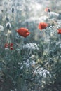 Red poppies flower.Closeup of colorful summer wildflowers. Royalty Free Stock Photo