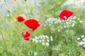 Red poppies flower.Closeup of colorful summer wildflowers. Royalty Free Stock Photo