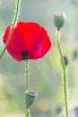 Red poppies flower.Closeup of colorful summer wildflowers. Royalty Free Stock Photo