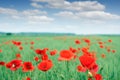 Poppies flower field and blue sky with clouds countryside landscape Royalty Free Stock Photo