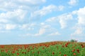 Red poppies flower field and blue sky landscape Royalty Free Stock Photo