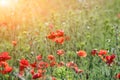 Red poppies flower field countryside landscape spring