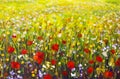 Red poppies flower field oil painting, yellow, purple and white flowers artwork Royalty Free Stock Photo