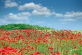 Red poppies flower meadow and blue sky with clouds Royalty Free Stock Photo