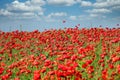 Red poppies flower meadow and blue sky with clouds spring Royalty Free Stock Photo