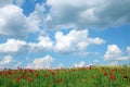 Red poppies flower meadow and blue sky landscape Royalty Free Stock Photo