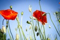 Red poppies in the flowering season Royalty Free Stock Photo