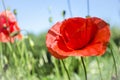 Red poppies in the flowering season Royalty Free Stock Photo