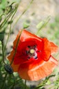 Red poppies in the flowering season Royalty Free Stock Photo