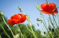 Red poppies in the flowering season Royalty Free Stock Photo