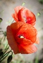 Red poppies in the flowering season Royalty Free Stock Photo