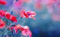 red poppies flowers bloomed on a summer field on a Sunny day Royalty Free Stock Photo