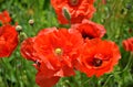 Red poppies flowers blooming on blurry green field background, close-up Royalty Free Stock Photo