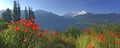 Red poppies flowers blooming in a meadow with snowy peak mountain Royalty Free Stock Photo