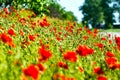 Red poppies flowers blossom on wild field. Natural drugs. Royalty Free Stock Photo