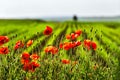 Red poppies flowers blossom on wild field. Natural drugs. Royalty Free Stock Photo