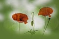 Red poppies flowers and bud Royalty Free Stock Photo