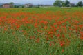 Red poppies flowers in the field close-up top view. Copy space. Macro. Natural background. Summer seasonfield of red poppies acros Royalty Free Stock Photo