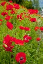 Red Poppies Flowers in Field Snoqualme Washington