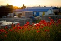 Poppy flowers at sunset Royalty Free Stock Photo