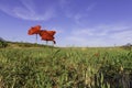 Red poppies flowers among grass on a mowed field of wheat Royalty Free Stock Photo