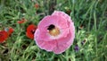 Red poppies flowers in a green field. Bright weed background