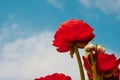 Red poppies. Flowers in the interior. The home decor of the house. Handmade. Floristics.